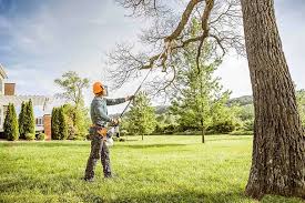 Trusted Jacksonville, NC Tree Removal Services Experts