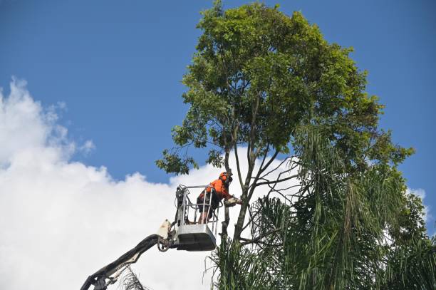 How Our Tree Care Process Works  in  Jacksonville, NC